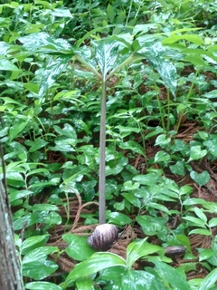 IMG_20250506_110753 (1).jpg